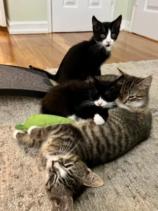 Shane, Ilya, Hunter and Kip