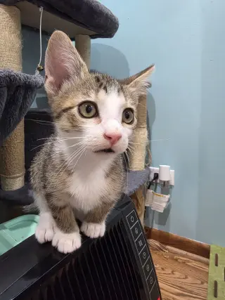 Dart