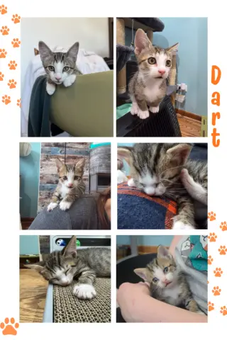 Dart