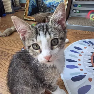 Dewey