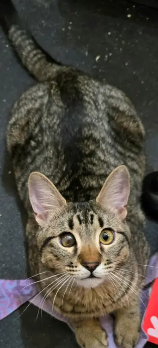 Montero