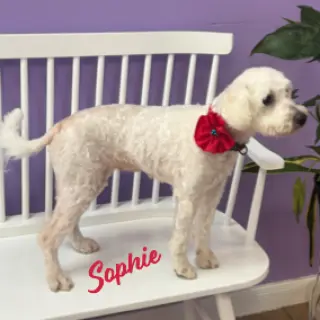 Sophie #bonded-to-Rubi