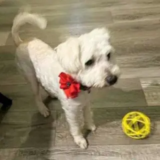 Sophie #bonded-to-Rubi