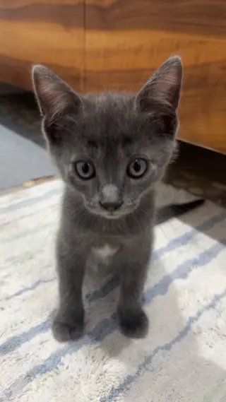 Sharky (and Chili)