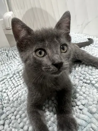 Sharky (and Chili)