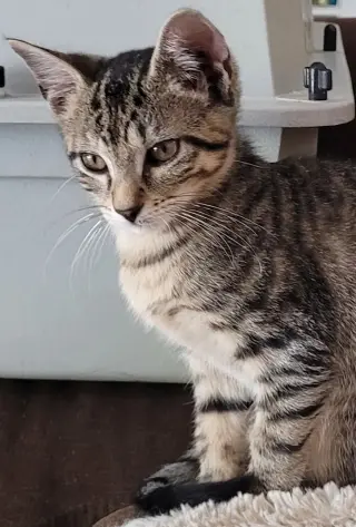 Sophia