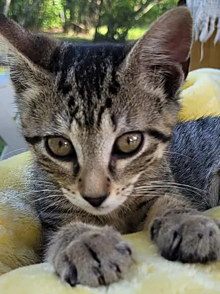 Sophia