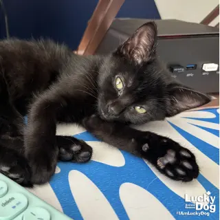 Clara