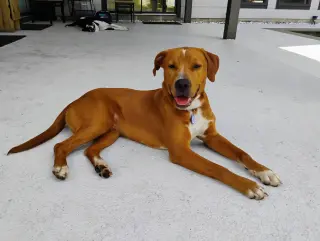 Bruno- our golden boy