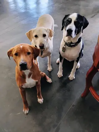 Bruno- our golden boy