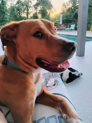 Bruno- our golden boy