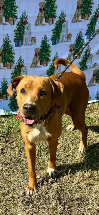Bruno- our golden boy