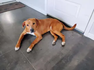 Bruno- our golden boy