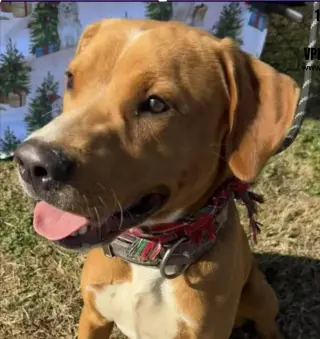 Bruno- our golden boy