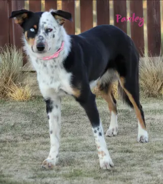 Paisley in TX