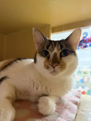 Princess