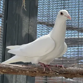 Enoki