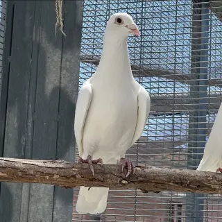 Enoki