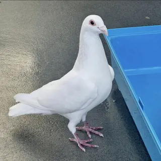 Enoki