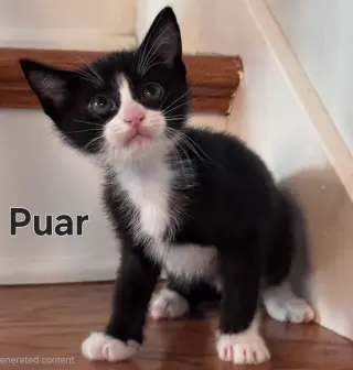 KITTEN PUAR