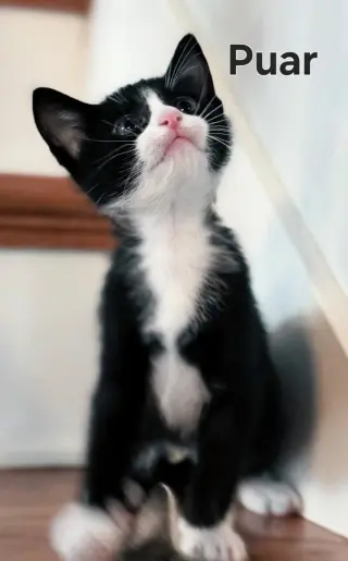 KITTEN PUAR
