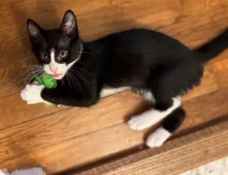 KITTEN PUAR