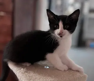 KITTEN OOLONG