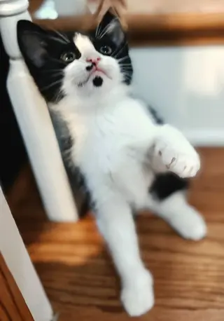 KITTEN OOLONG