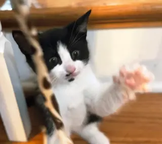 KITTEN OOLONG