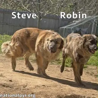 Steve & Robin in TN - Love Belly Rubs!