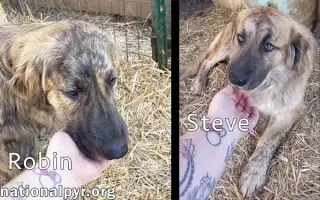 Steve & Robin in TN - Love Belly Rubs!