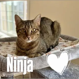 Ninja