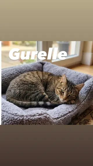 Gurelle