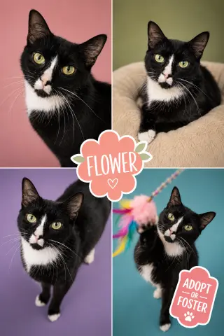 Flower (FCID# 05/26/2026 - 76 Trainer)