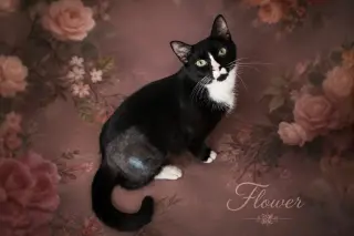Flower (FCID# 05/26/2026 - 76 Trainer)