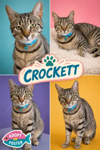 Crockett (FCID# 05/26/2026 - 52 Trainer)