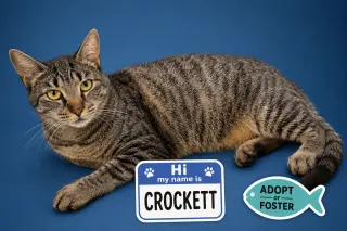 Crockett (FCID# 05/26/2026 - 52 Trainer)