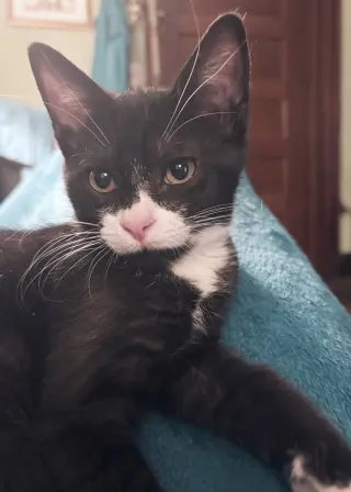 Pixie
