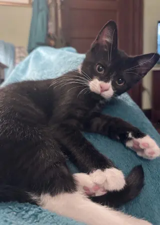 Pixie