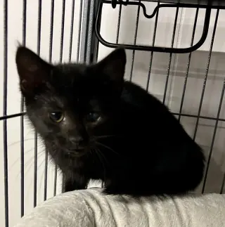 Rye