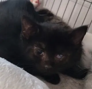 Rye