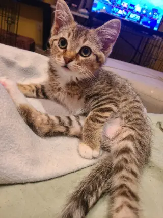 Barley