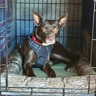 Loki