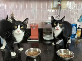 Domino and Pips!