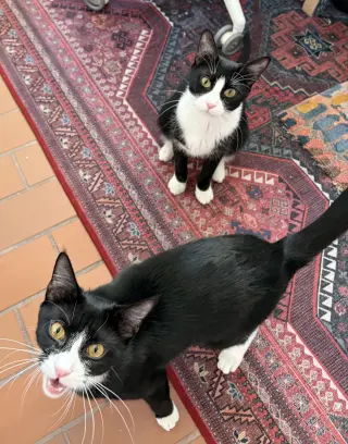 Domino and Pips!
