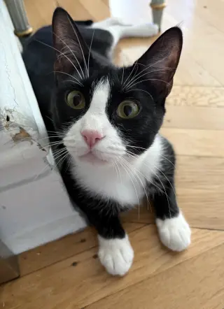 Domino and Pips!