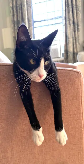 Domino and Pips!