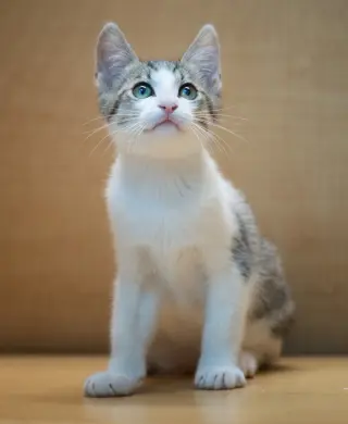 sven