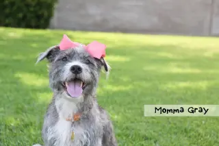 Momma gray
