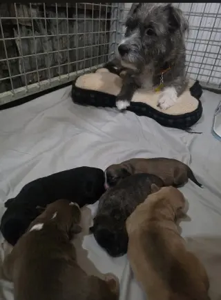 Momma gray